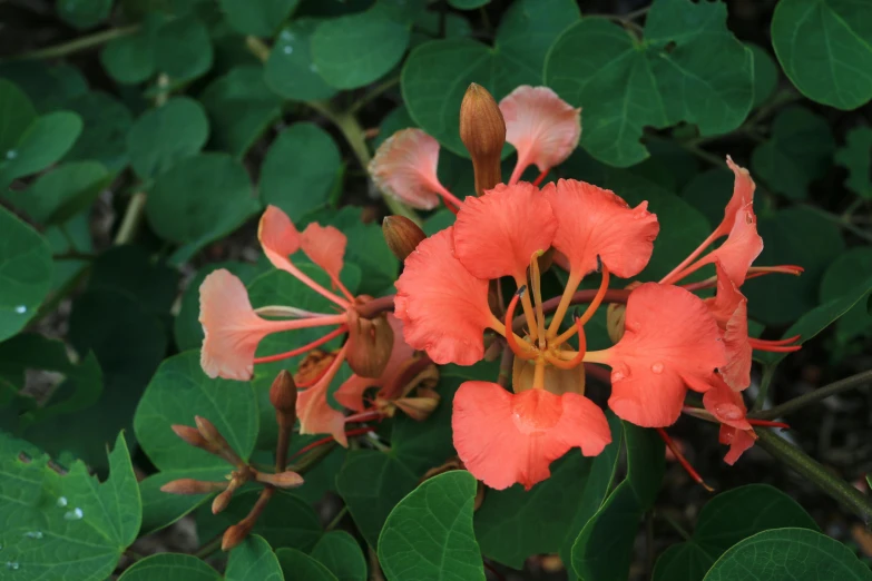 a close up of a flower on a plant, by Gwen Barnard, hurufiyya, pink orange flowers, honeysuckle, tropical foliage, fan favorite