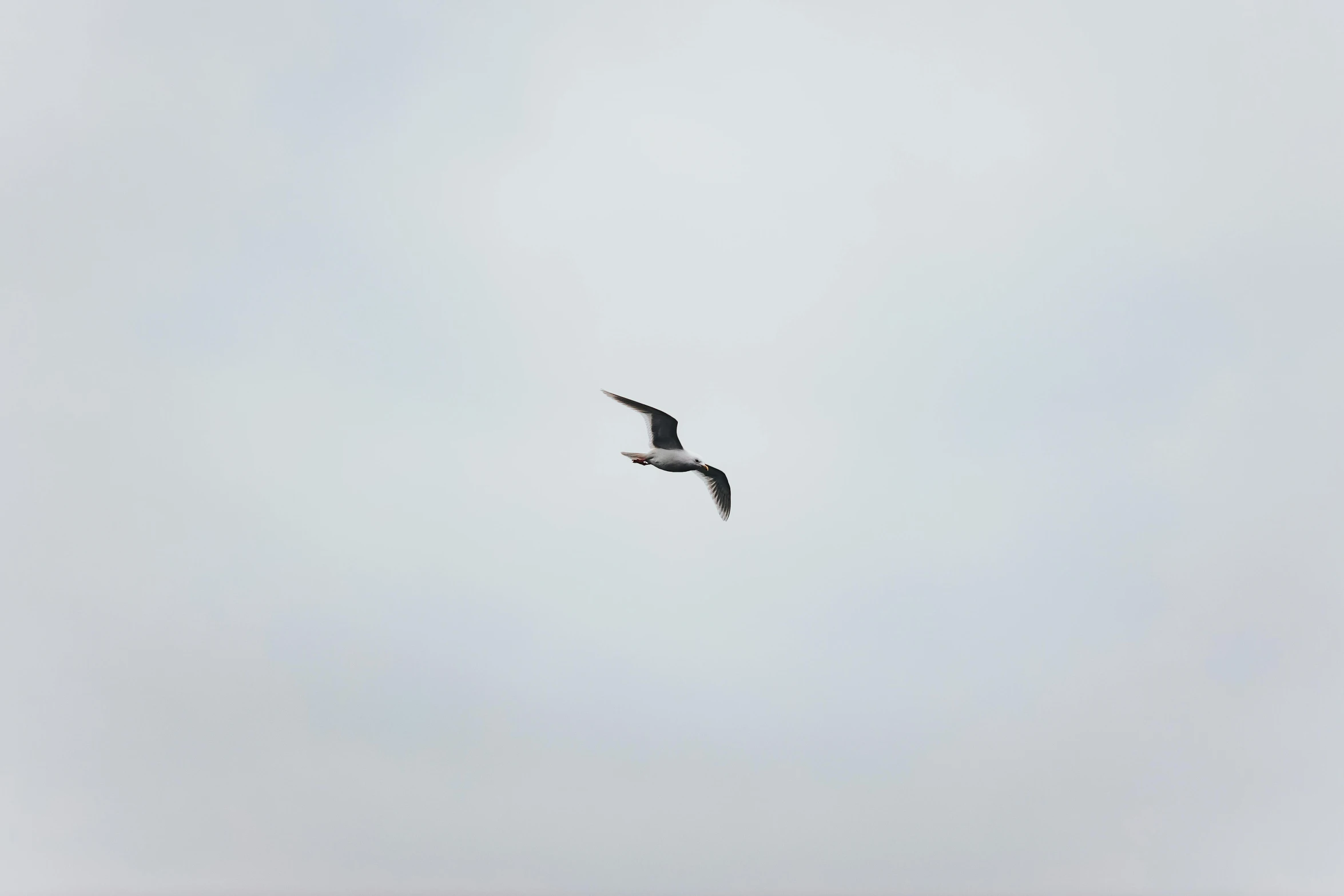 a bird that is flying in the sky, by Attila Meszlenyi, unsplash, minimalism, overcast gray skies, low quality footage, a bald, black on white