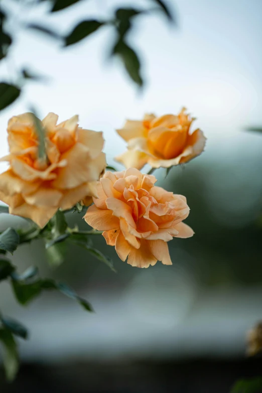 a bunch of orange flowers sitting on top of a tree, pastel roses, uncropped, paul barson, slide show