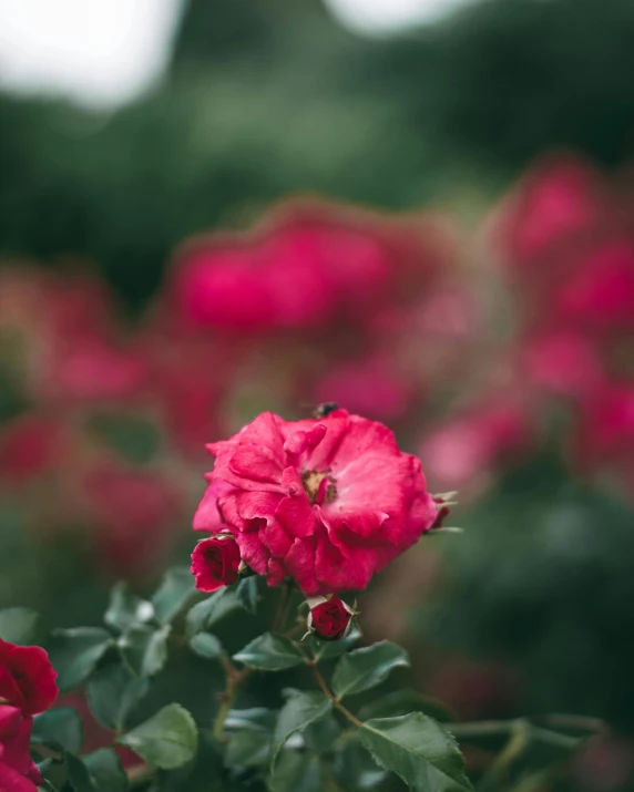 a bunch of red roses sitting on top of a lush green field, by Morgan Russell, vibrant pink, 7 0 mm photo