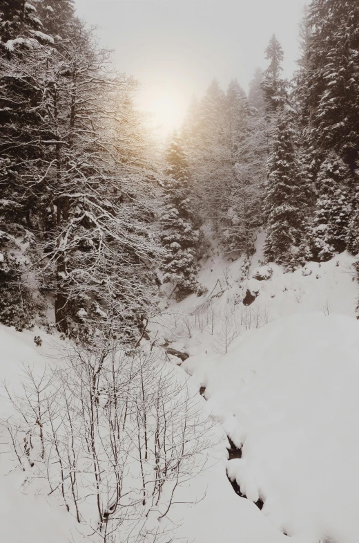 a man riding skis down a snow covered slope, a picture, pexels contest winner, romanticism, sun filtering through trees, ravine, grey, a cozy