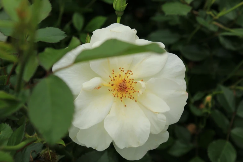 a close up of a white flower with green leaves, by David Simpson, unsplash, yellow rose, botanic garden, rose-brambles, slide show