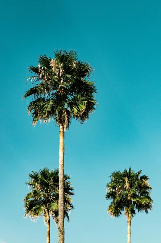 a row of palm trees against a blue sky, an album cover, by Adam Pijnacker, trending on unsplash, tall thin, holiday, brown, laos