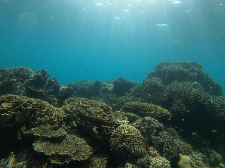 a coral reef with many different types of corals, a picture, unsplash contest winner, hurufiyya, great light and shadows”, lit from below, great barrier reef, taken in the early 2020s