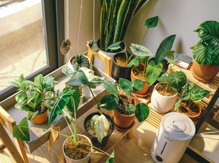 a table topped with potted plants next to a window, trending on unsplash, wide high angle view, fan favorite, green pupills, watering can