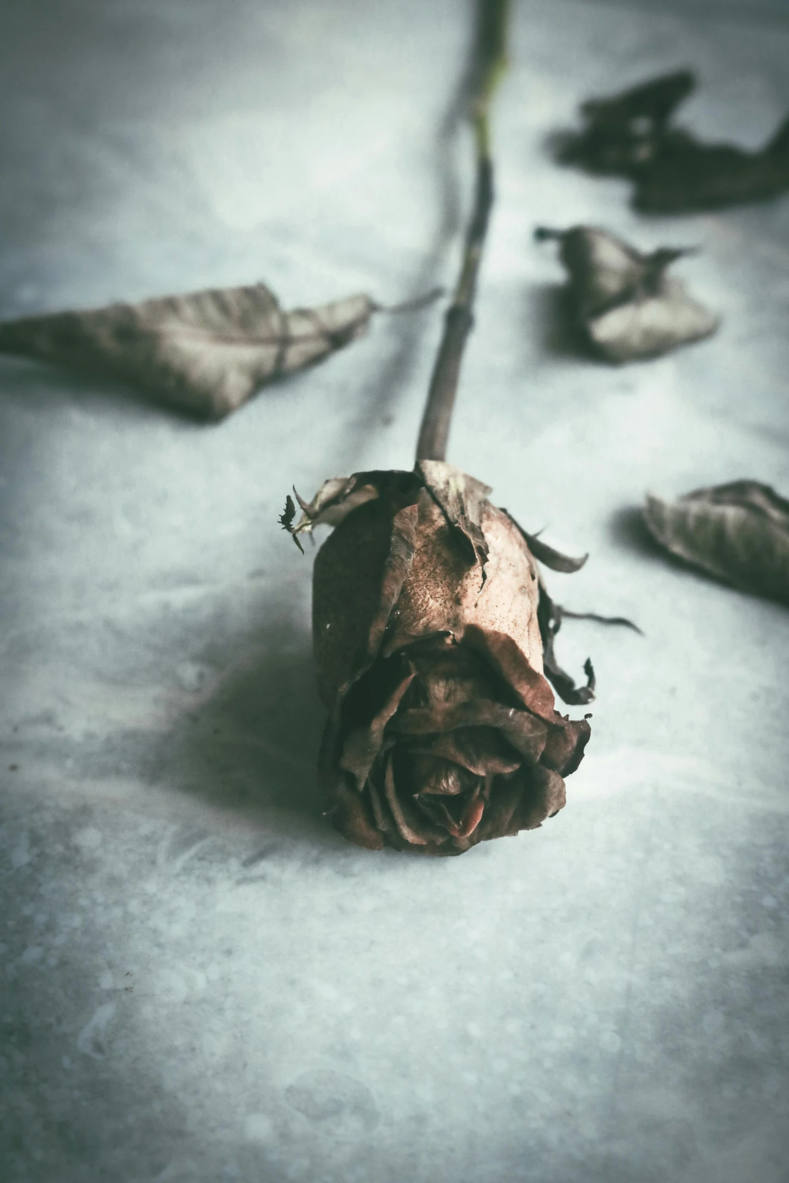 a dried rose sitting on top of a table, pexels contest winner, on a gray background, rip and tear, dark skinned, with frozen flowers around her