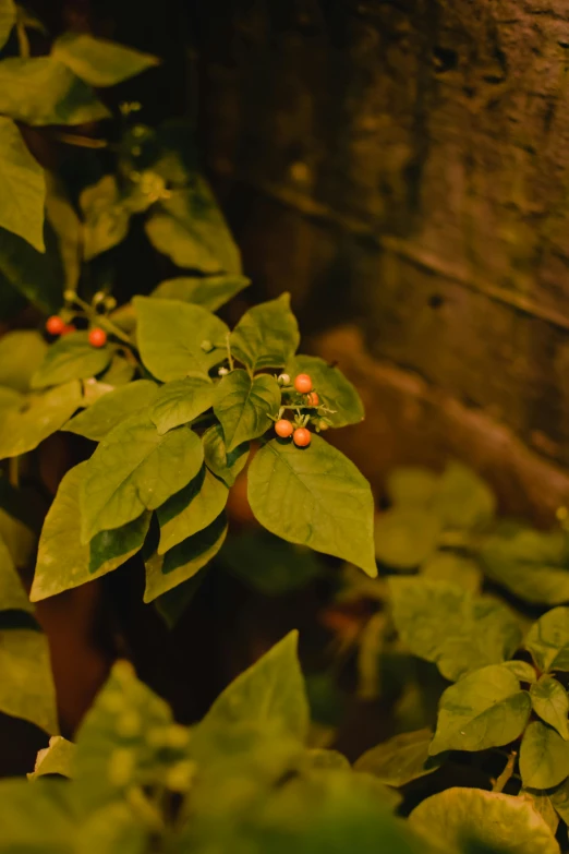 a red fire hydrant sitting on top of a lush green plant, an album cover, inspired by Elsa Bleda, realism, berries, night photo, bhut jolokia, color ( sony a 7 r iv