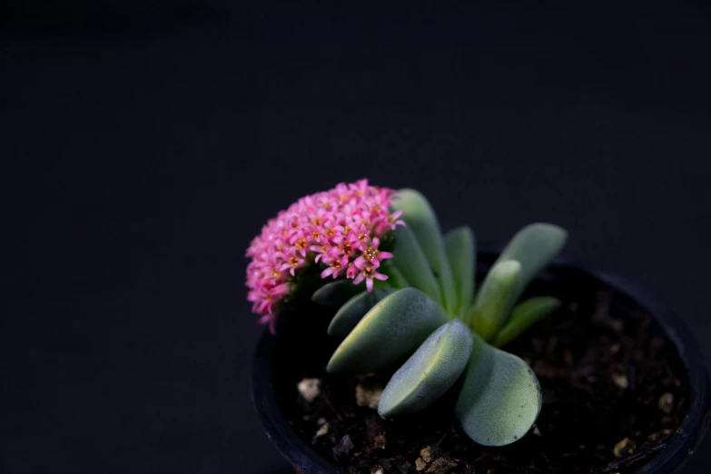 a small pink flower in a black pot, unsplash, protophyta, shot on sony a 7, highly detailed product photo, low iso