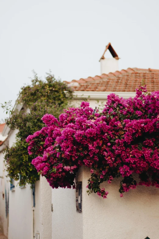 a red fire hydrant sitting next to a white building, a picture, pexels contest winner, arabesque, bougainvillea, tiled roofs, overhanging branches, pink orange flowers