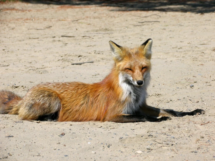 a fox that is laying down in the sand, by Lorraine Fox, pexels contest winner, mixed animal, perfectly shaded, full - length photo, furred