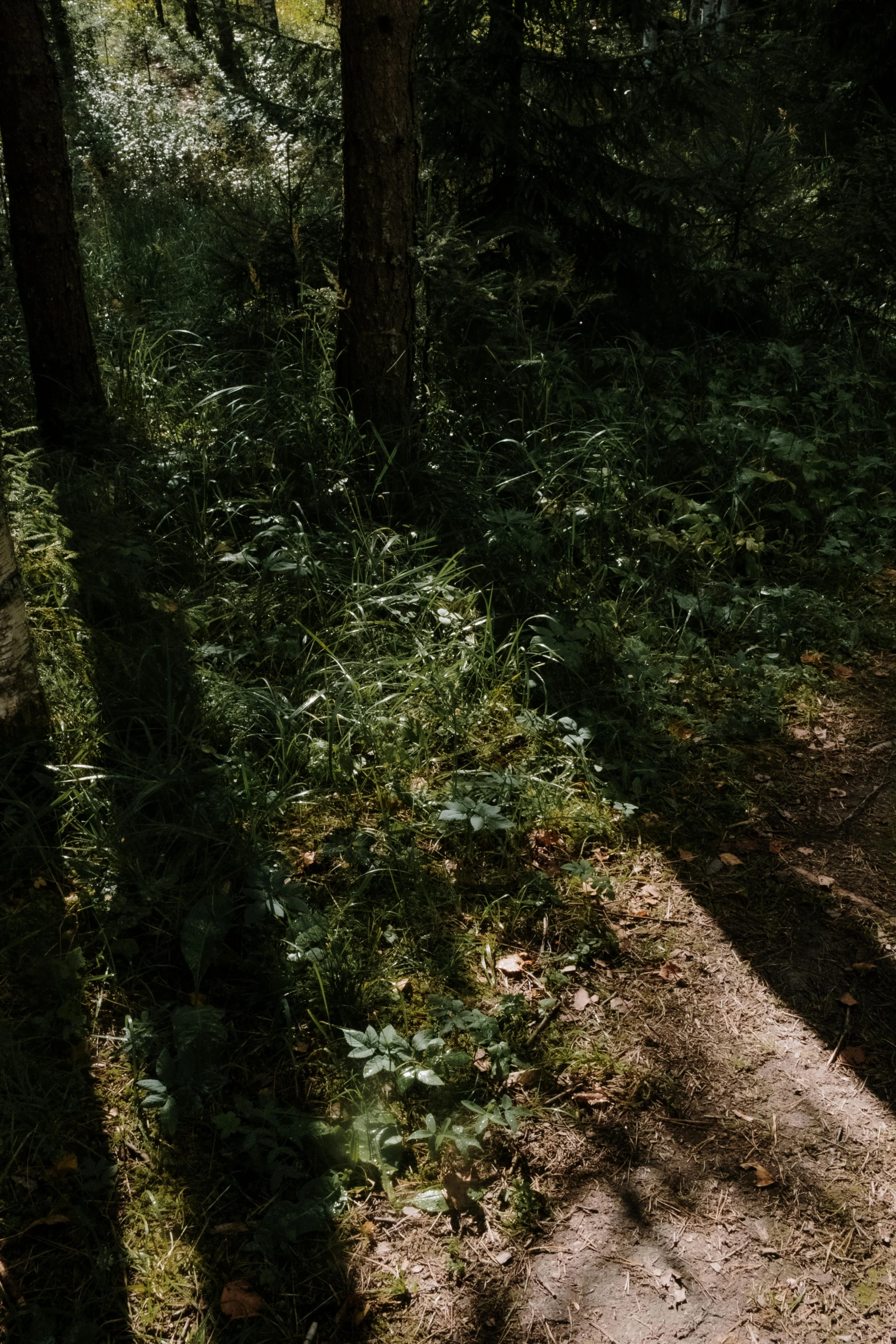 a man riding a bike down a dirt road, an album cover, by Attila Meszlenyi, unsplash, realism, (((((((((an overgrown forest, panorama, dappled in evening light, wide high angle view