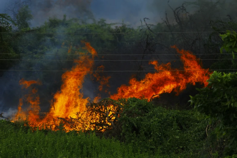 a fire that is burning in the grass, by Daniel Lieske, hurufiyya, reunion island, fan favorite, getty images, panels