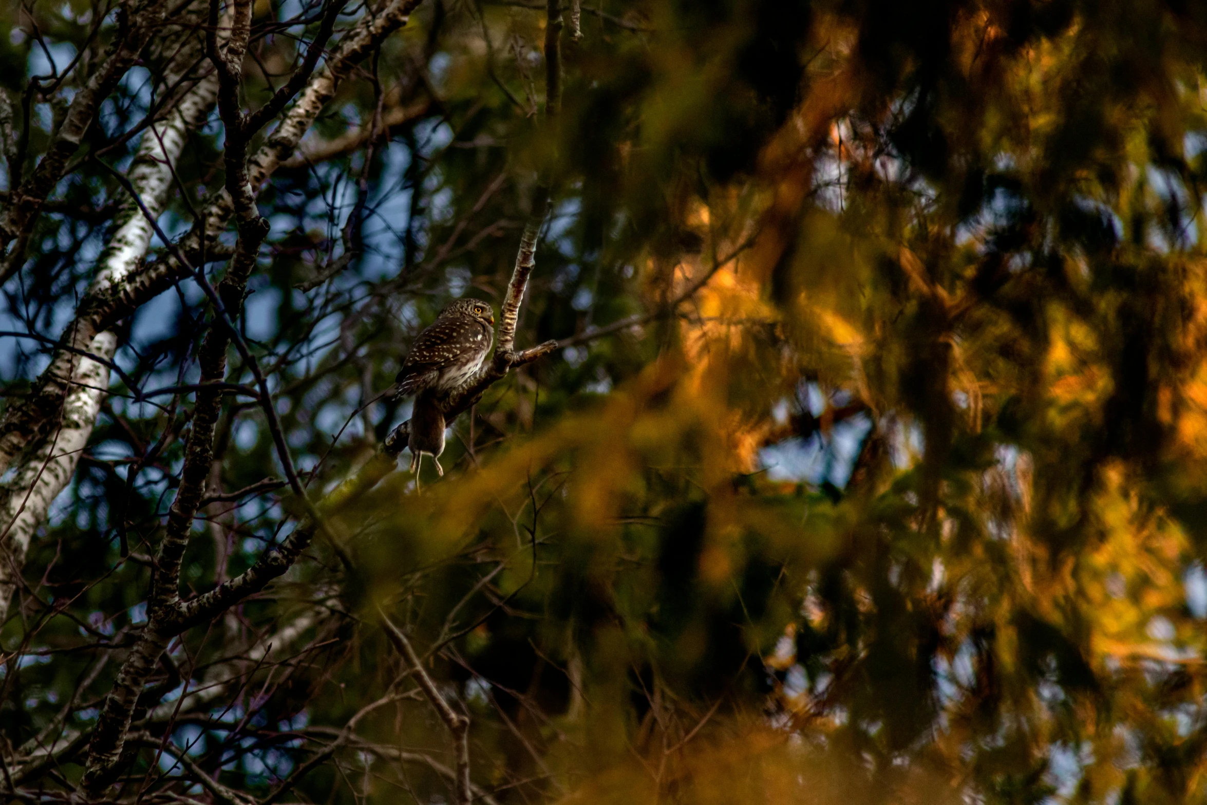 a bird sitting on top of a tree branch, a portrait, pexels contest winner, fan favorite, obscured underexposed view, hunting, in a medium full shot