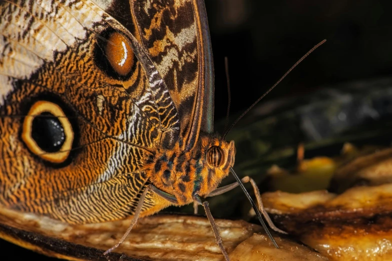 a close up of a butterfly on a banana, pexels contest winner, brown scales, photo taken at night, hyperdetailed colourful, closeup 4k