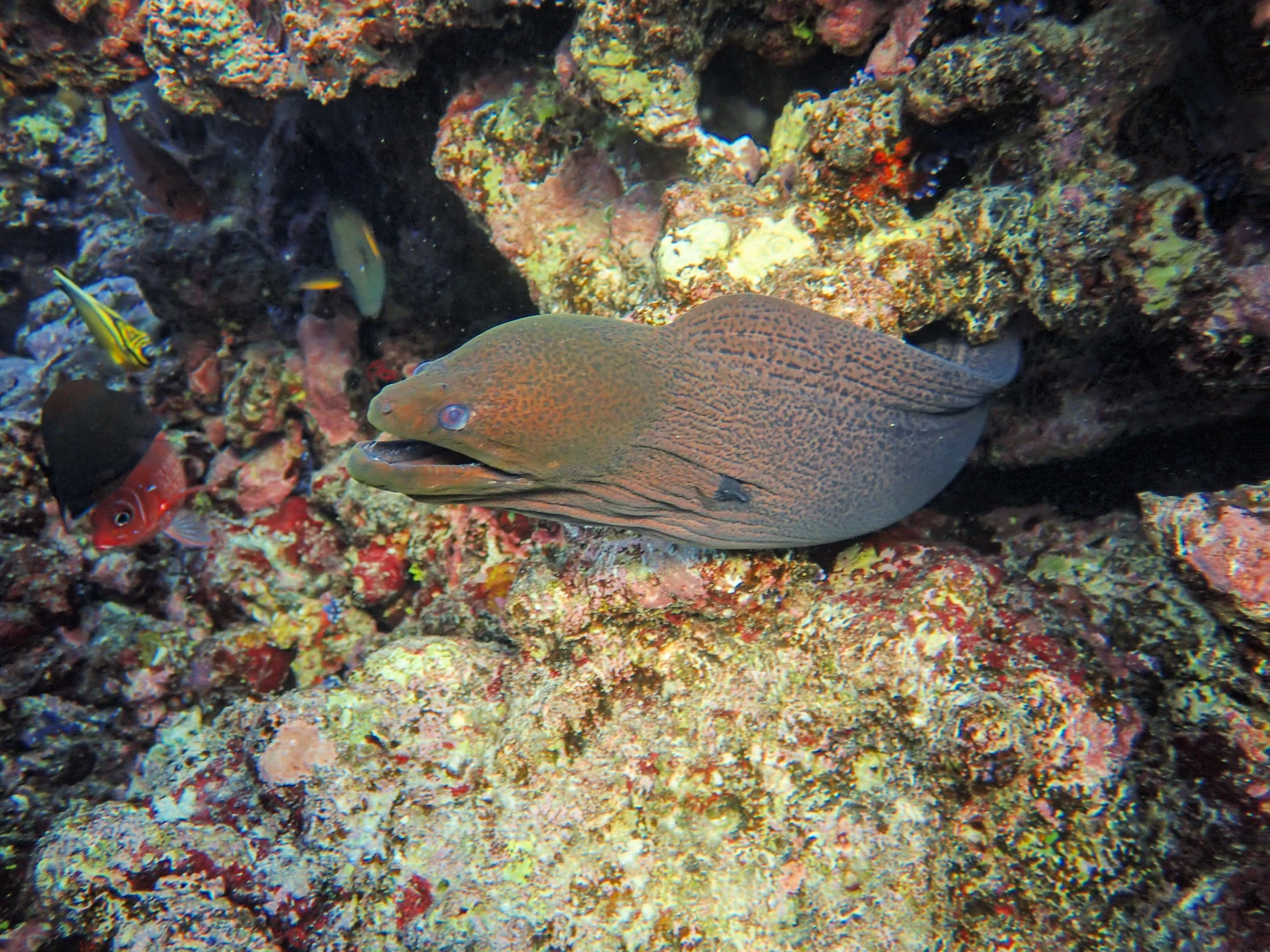 a close up of a fish on a coral reef, gulper eel, instagram picture, brown, listing image