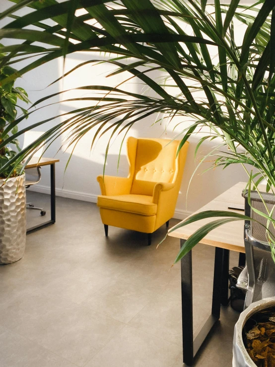 a yellow chair sitting next to a potted plant, in an office, profile image