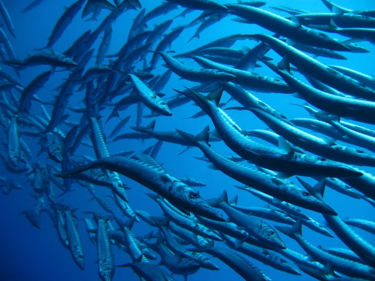 a large group of fish swimming in the ocean, a photo, by Robert Jacobsen, with a blue background, pikes, link, sickly