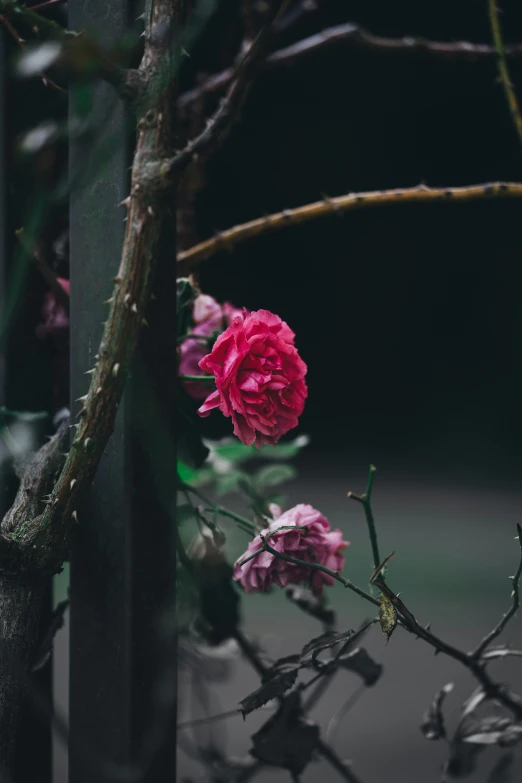 a close up of a flower near a fence, inspired by Elsa Bleda, unsplash, romanticism, rose thorn crown, dark. no text, pink flowers, cemetery