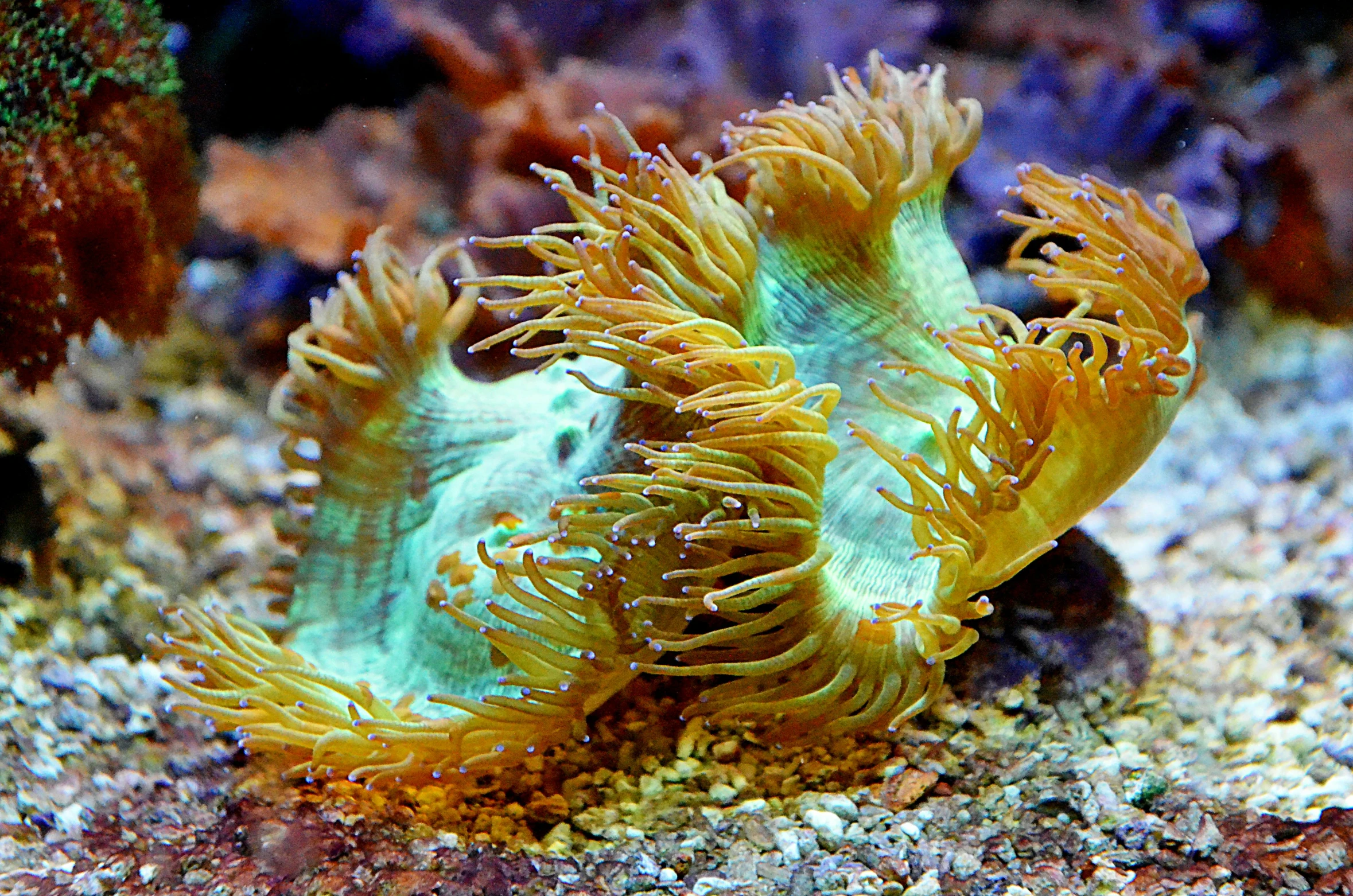 a close up of a sea anemone in an aquarium, flickr, flame ferns, yellow seaweed, a pair of ribbed, graceful curves