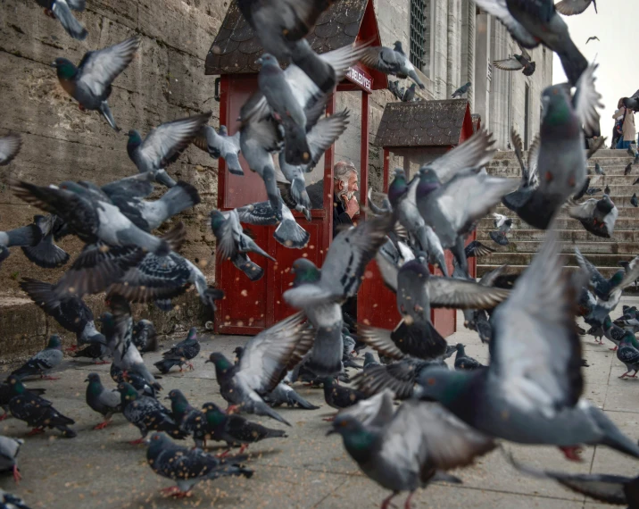 a flock of pigeons in front of a red door, by Jan Tengnagel, pexels contest winner, hyperrealism, ai weiwei and gregory crewdson, bats flying away from castle, anomalisa, doves : : rococo