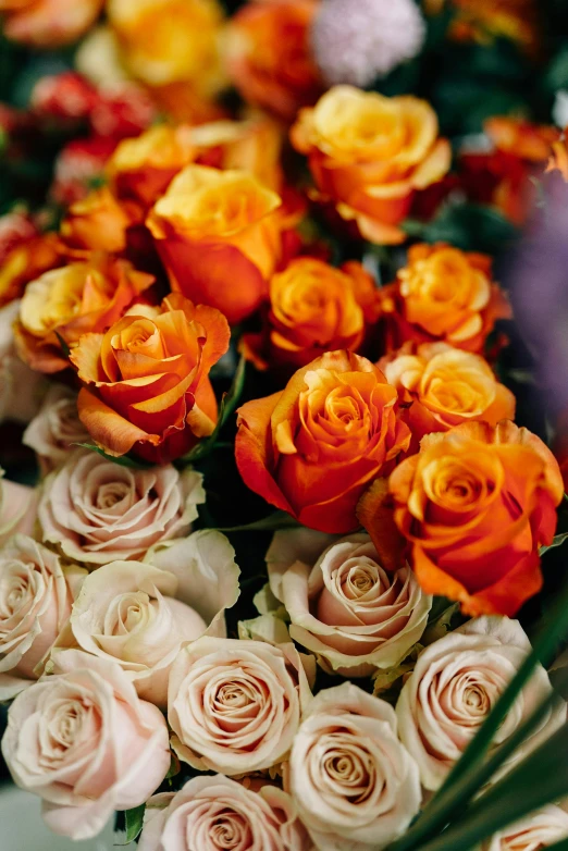 a close up of a bunch of flowers, light orange values, laying on roses, shades of gold display naturally, long