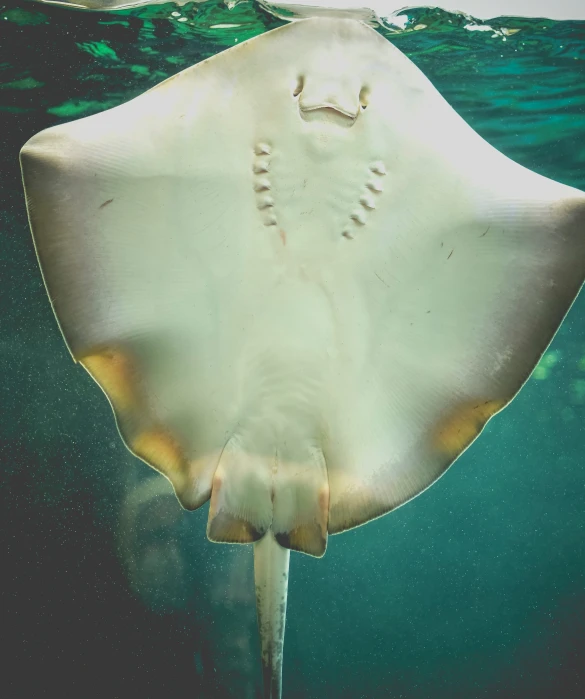 a manta ray swimming in the ocean, an album cover, by Anna Haifisch, pexels contest winner, light toned, taken in zoo, radiolaria, plump