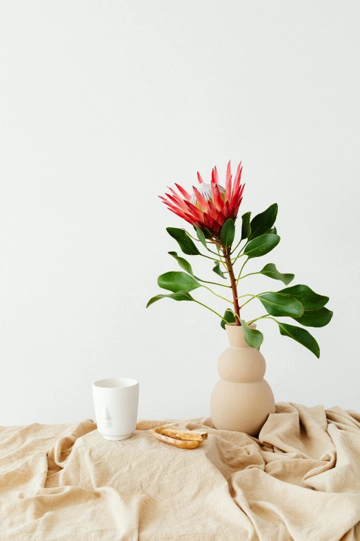 a vase with a flower in it sitting on a table, a still life, trending on unsplash, minimalism, bromeliads, australian wildflowers, celebration of coffee products, on a pale background