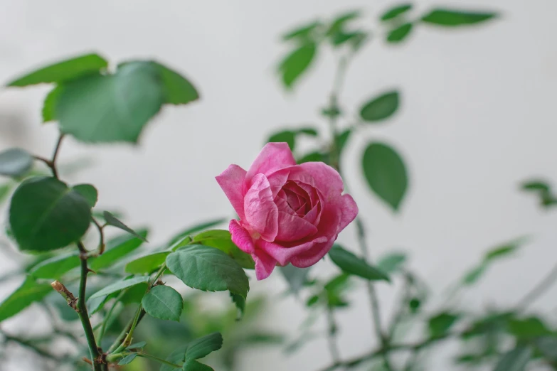 a pink rose with green leaves in front of a white wall, inspired by Nagasawa Rosetsu, unsplash, very hazy, vine and plants and flowers, shot on sony alpha dslr-a300, laura watson