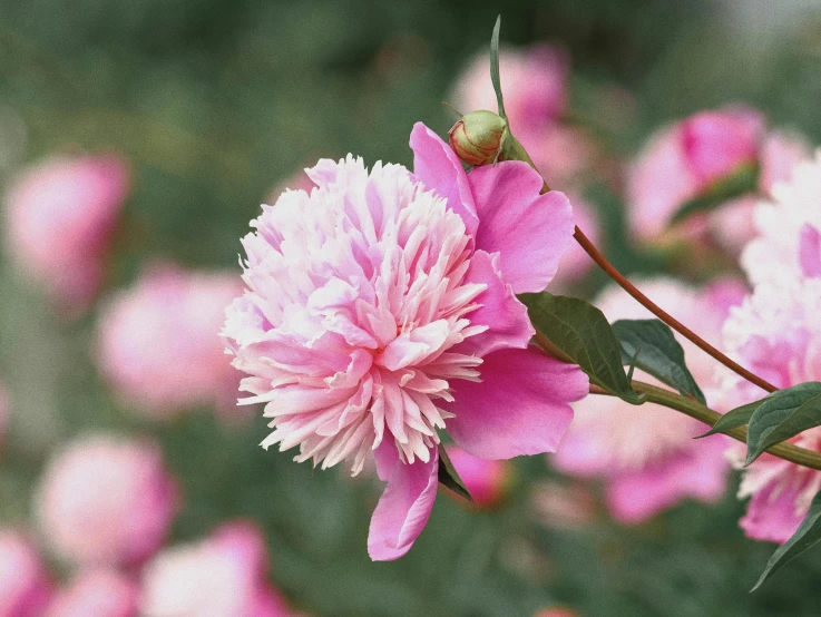 a large pink flower sitting on top of a lush green field, peony flower, manuka, edward robert, 'groovy'