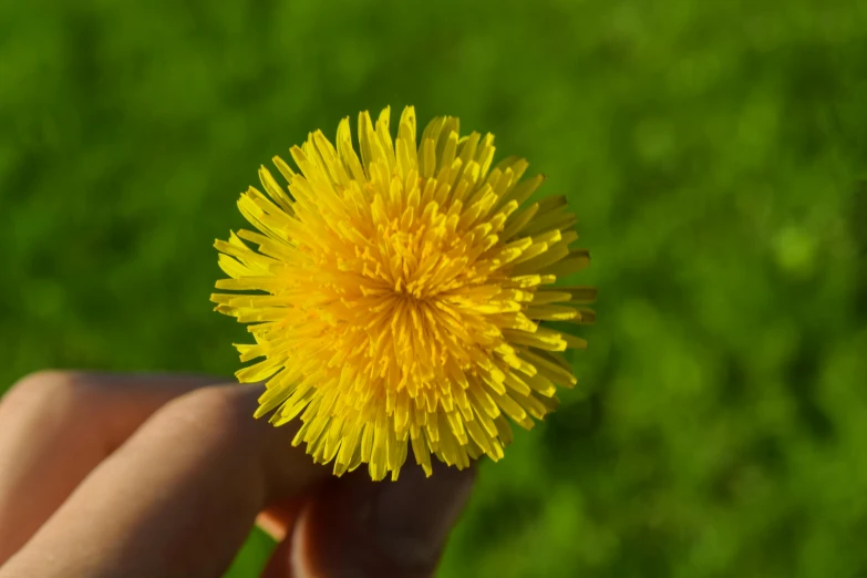 a person holding a yellow flower in their hand, a macro photograph, by Jan Rustem, unsplash, hurufiyya, dandelion, lawn, ultradetailed photorealistic, high quality product image”