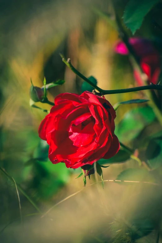 a red rose sitting on top of a lush green field