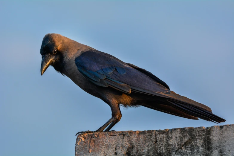 a black bird sitting on top of a cement wall, by Jan Tengnagel, pexels contest winner, renaissance, on a pedestal, dawn mcteigue, a wooden, blue