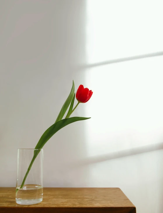 a single red tulip in a glass vase on a table, pexels contest winner, soft window light, product image, multiple stories, profile pic