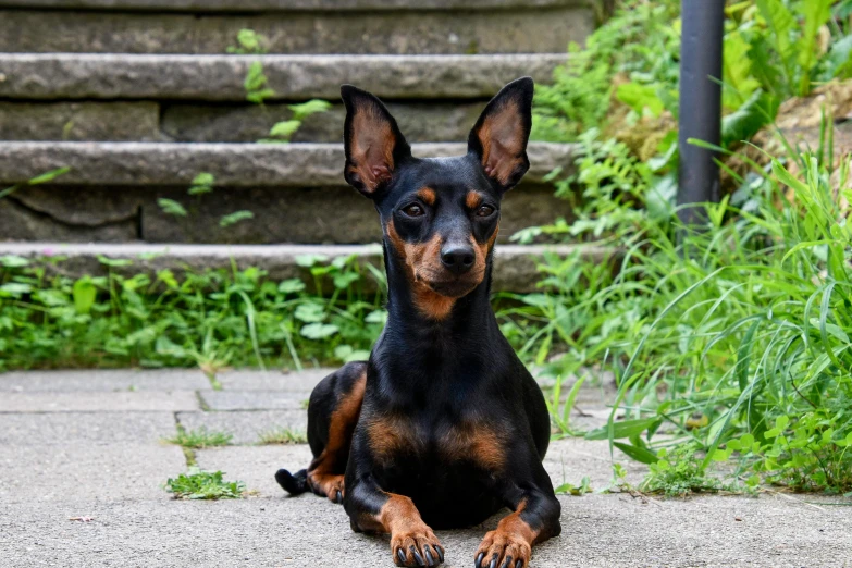 a black and brown dog sitting on a sidewalk, by Emma Andijewska, pexels contest winner, photorealism, breed russian brown toy terrier, today\'s featured photograph 4k, doing a majestic pose, sharp metal ears