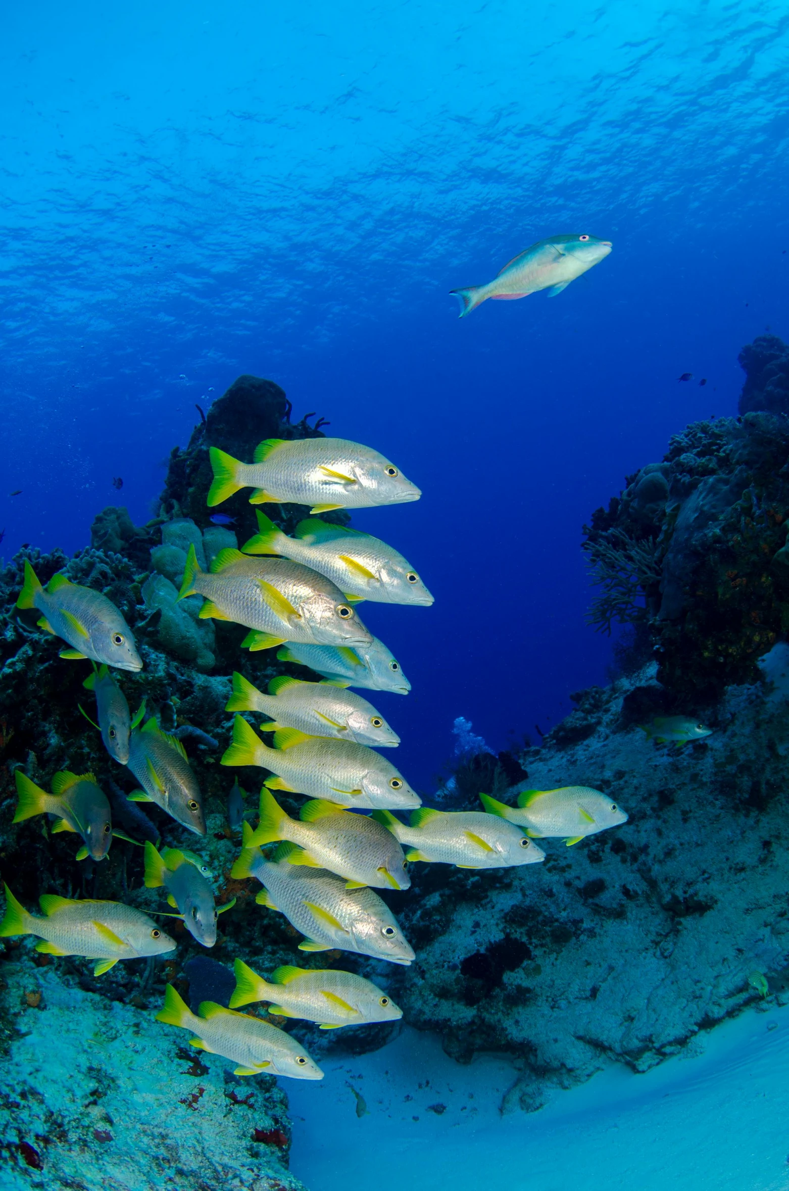 a group of fish that are swimming in the water, lush surroundings, coral sea bottom, slide show, sanctuary