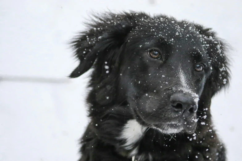 a close up of a dog in the snow, black, aww, feature, aussie