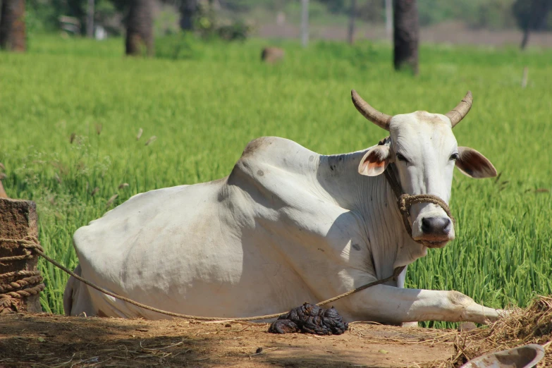 a cow that is laying down in the dirt, pexels contest winner, samikshavad, sitting in a field, thumbnail, white, indian