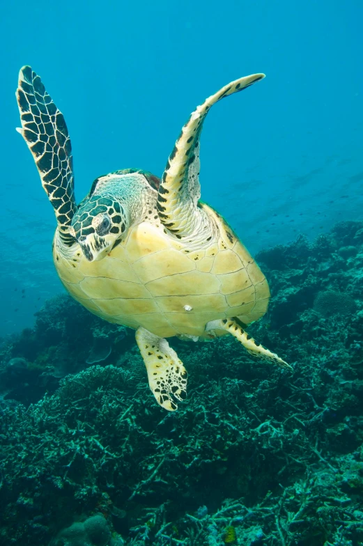 a turtle that is swimming in the water, great barrier reef, slide show, arms stretched out, sea butterflies