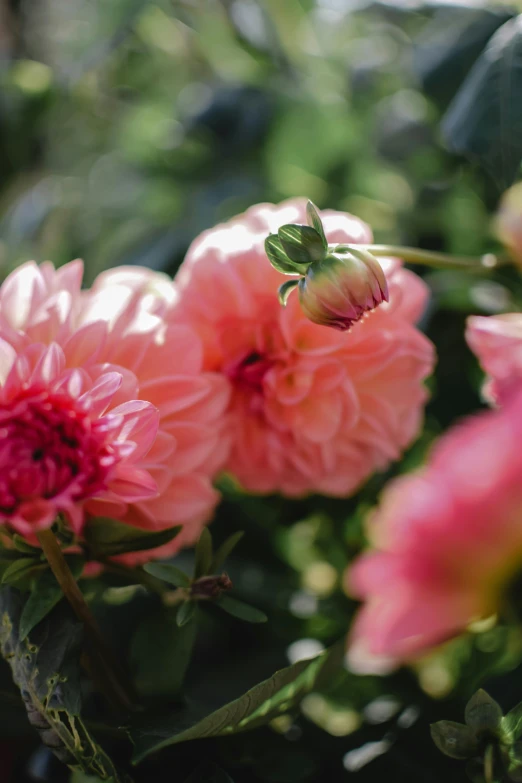 a close up of a bunch of pink flowers, by Jessie Algie, unsplash, baroque, in bloom greenhouse, sun drenched, dahlias, manuka