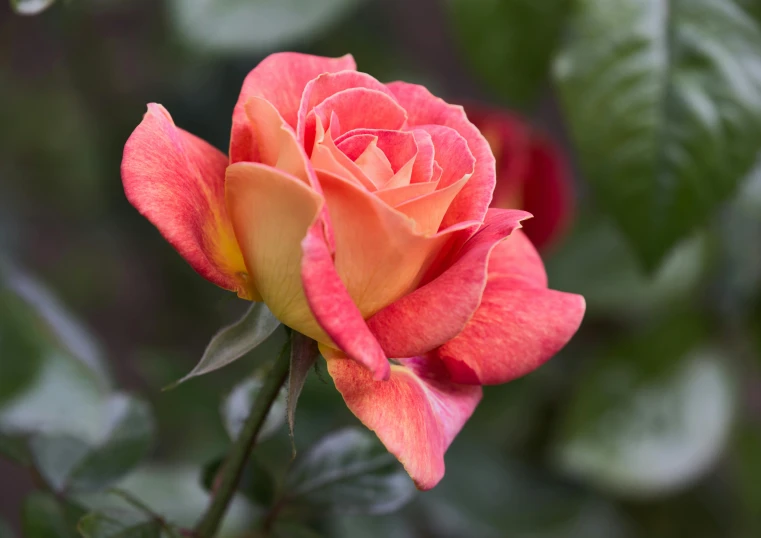 a close up of a pink rose with green leaves, unsplash, red and orange colored, paul barson, botanic garden, no cropping