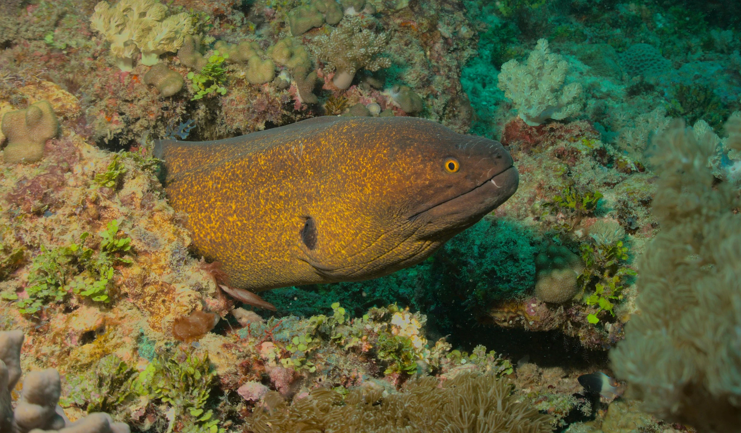 a close up of a fish on a coral reef, platypus, ochre, very deep, brown body