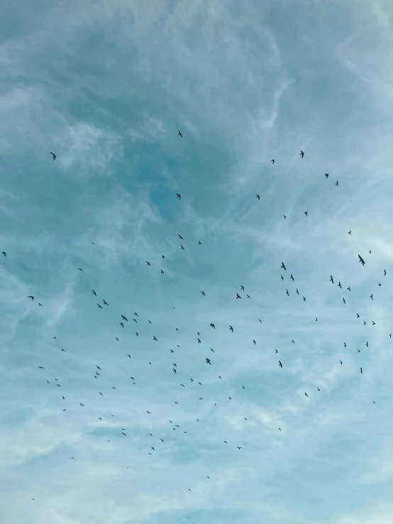 a flock of birds flying in the sky, by Carey Morris, pexels contest winner, minimalism, trending on vsco, vultures, today\'s featured photograph 4k, blue
