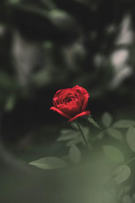 a red rose sitting on top of a lush green plant, inspired by Elsa Bleda, pexels contest winner, paul barson, profile picture, mourning, unreal engine ; romantic theme