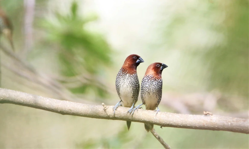 a couple of birds sitting on top of a tree branch, trending on pexels, malaysian, slide show, brown, australian