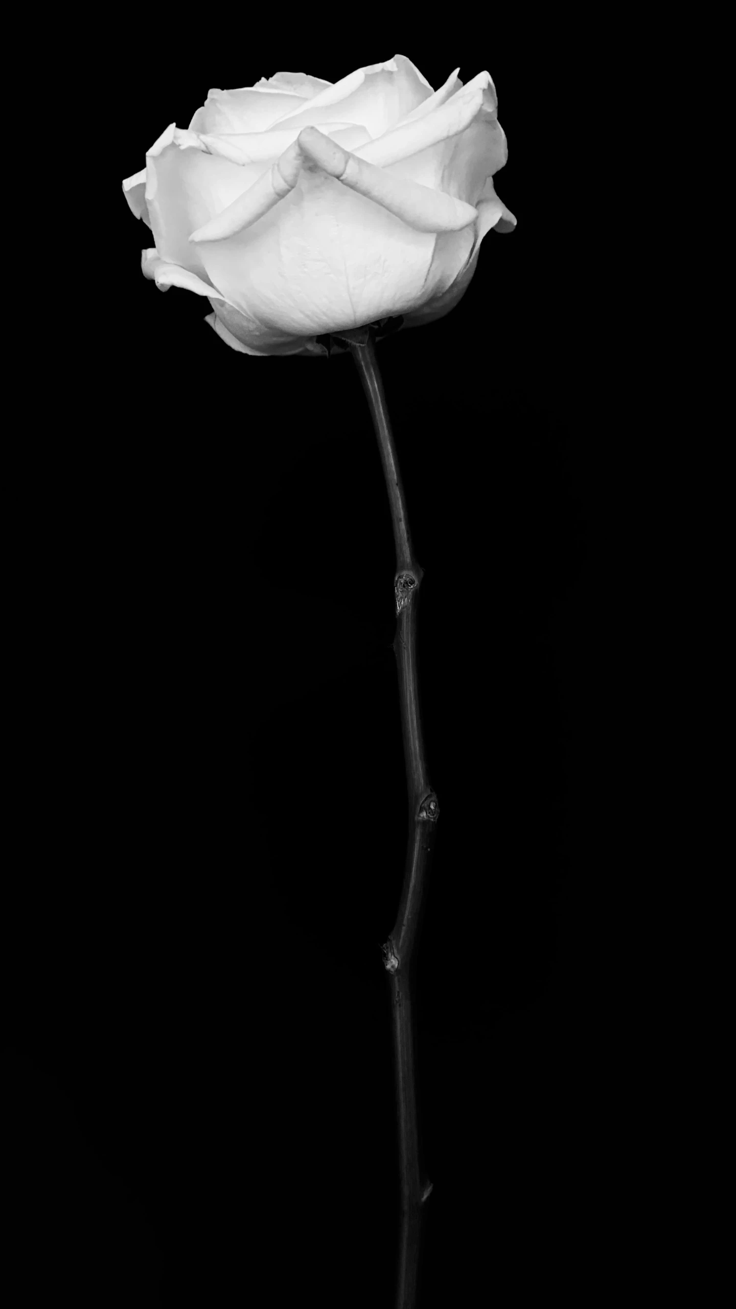 a single white rose against a black background, a portrait, inspired by Robert Mapplethorpe, minimalism, stems, withered, sergey krasovskiy, portait photo