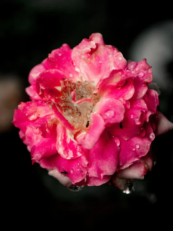 a person holding a pink flower with water droplets on it, a portrait, unsplash, slide show, crimson, large rose flower head, taken with sony alpha 9