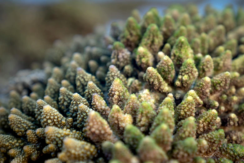 a close up of a bunch of sprouts of broccoli, a macro photograph, by Carey Morris, unsplash, precisionism, covered in coral and barnacles, tropical reef, cone shaped, highly detailed in 4k