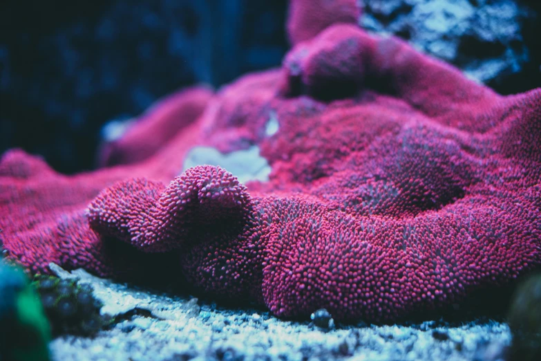 a close up of a red coral in an aquarium, inspired by Elsa Bleda, unsplash, graffiti, pink and blue colour, tentacle, shoreline, resting