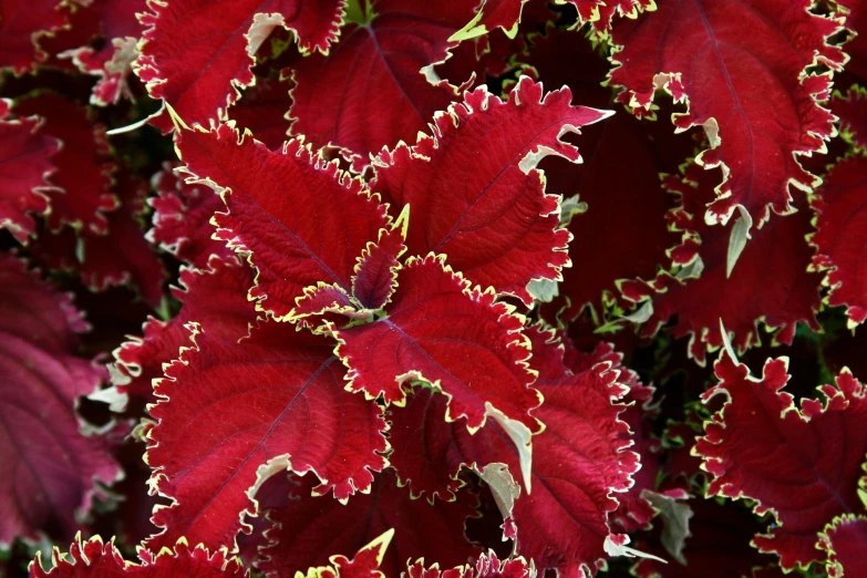 a close up of a plant with red leaves, with ornamental edges, square, frills, metallic red