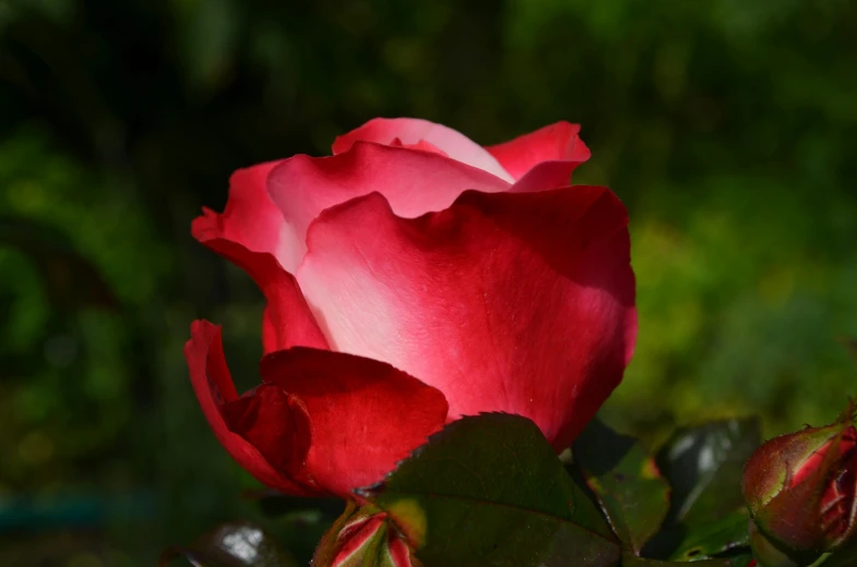 a close up of a red rose with green leaves, inspired by Allan Ramsay, pexels contest winner, pink, morning sunlight, album, no cropping